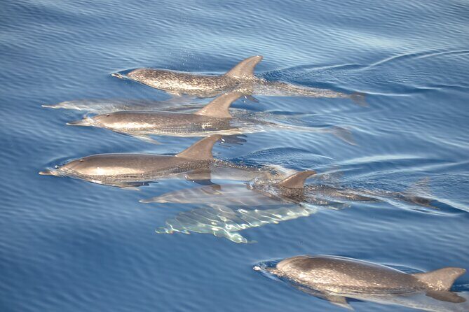 2-Hour Dolphin Watching Experience in Fuerteventura - What a 2-Hour Dolphin Cruise Actually Feels Like