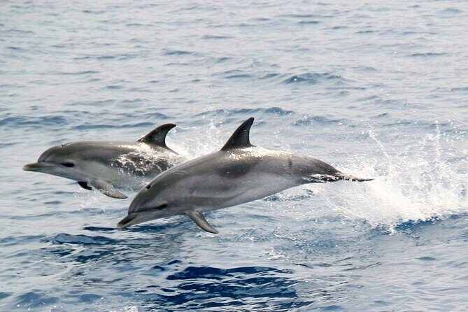 2-Hour Dolphin Watching Experience in Fuerteventura - Drinks, Duration, and Real Value for $56.72