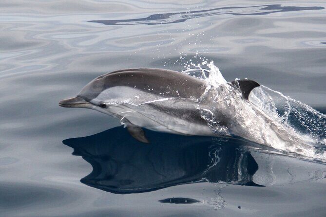 2-Hour Dolphin Watching Experience in Fuerteventura - Who Should Book This Dolphin Watching Cruise?
