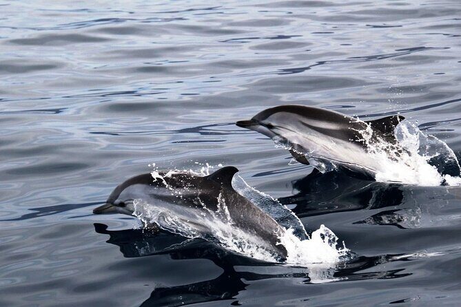 2-Hour Dolphin Watching Experience in Fuerteventura - FAQ