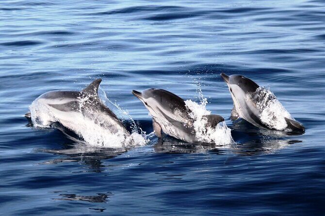 2-Hour Dolphin Watching Experience in Fuerteventura - Inside vs Outside on the Magic Dolphin: Comfortable Choices