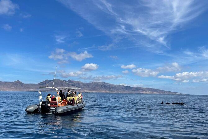 2h Dolphin and Whale Viewing + Snorkeling Tour - Key Highlights You’ll Actually Care About