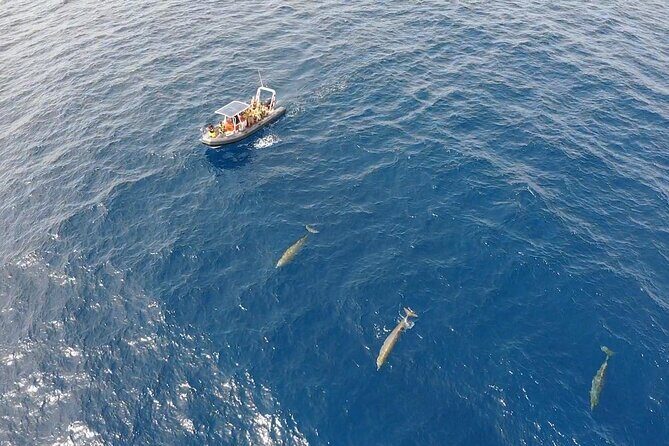 2h Dolphin and Whale Viewing + Snorkeling Tour - Getting There: Pickup From Esquinzo, Jandía, and Morro Jable