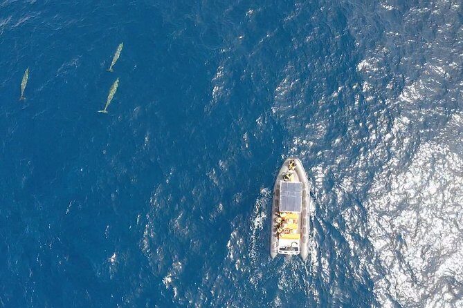 2h Dolphin and Whale Viewing + Snorkeling Tour - Who This Tour Suits Best (and Who Should Reconsider)