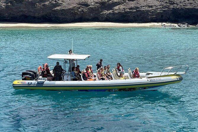 2h Dolphin and Whale Viewing + Snorkeling Tour - How Dolphin and Whale Spotting Really Plays Out at Sea