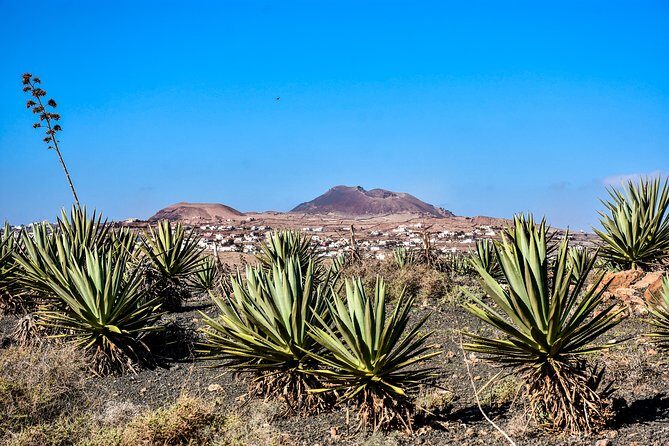 Buggy Fuerteventura Off-Road Excursions - From the Dunes to the Volcanic Tracks Near Lajares and Parque Holandés
