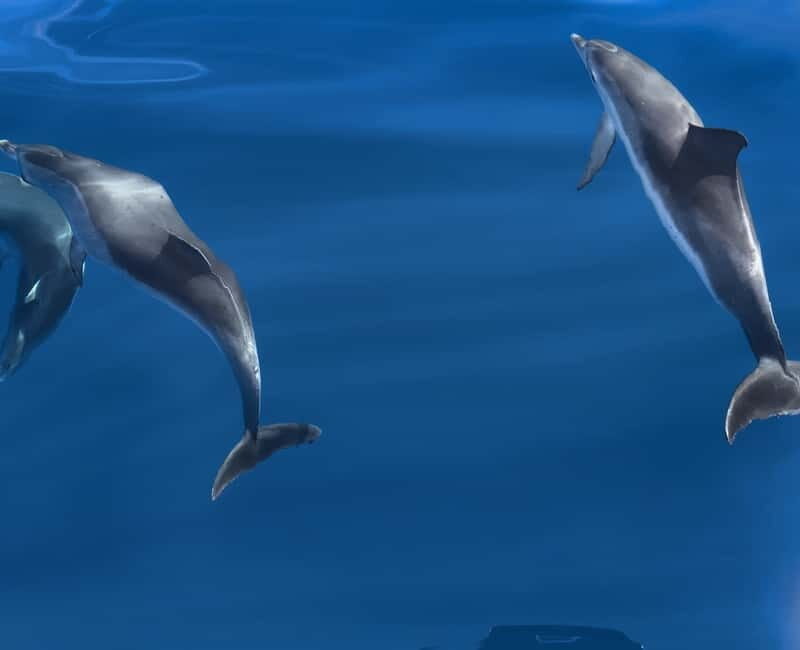 Costa Calma: Fuerteventura Dolphin Watching Zodiac Boat Tour - A 90-Minute Zodiac Sprint From Esquinzo or Jandia