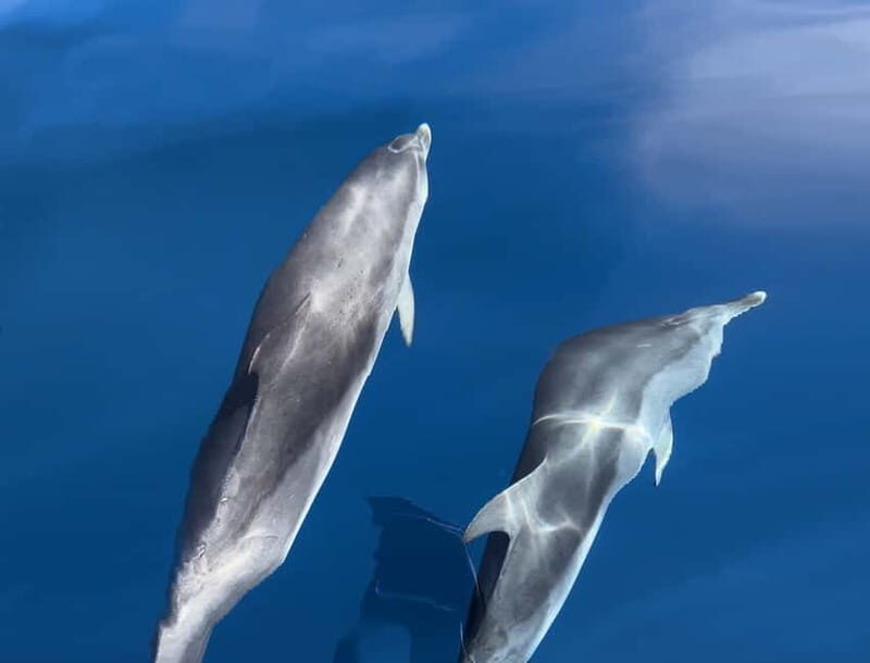 Costa Calma: Fuerteventura Dolphin Watching Zodiac Boat Tour - What Dolphin Spotting Feels Like When You’re Underway