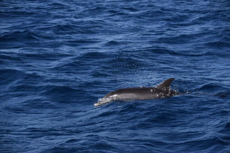 Costa Calma: Fuerteventura Dolphin Watching Zodiac Boat Tour - Wildlife Extras: Sea Birds, Manta Rays, and More