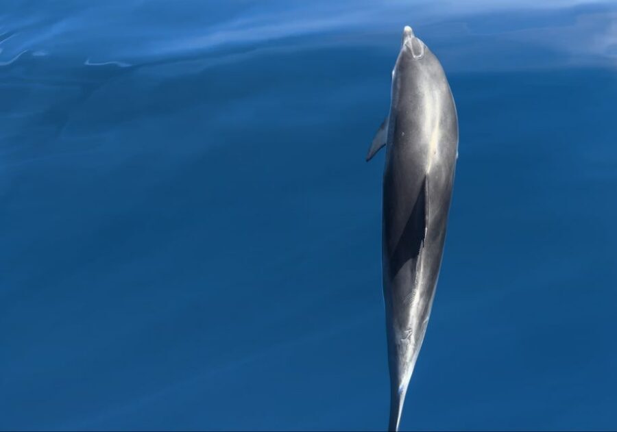 Costa Calma: Fuerteventura Dolphin Watching Zodiac Boat Tour - Price and Value: Is $46 a Good Deal?