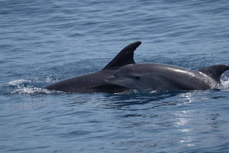 Costa Calma: Fuerteventura Dolphin Watching Zodiac Boat Tour - The Operator and the Crew Energy (TAURITO WATER SPORT SLU)