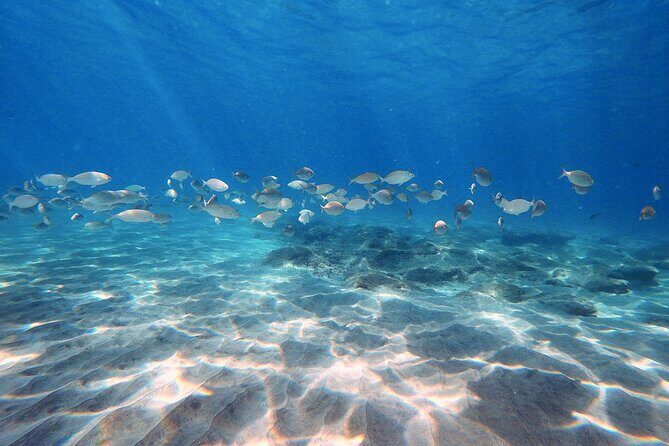Discover Scuba Diving in Costa Calma - Key highlights worth your attention