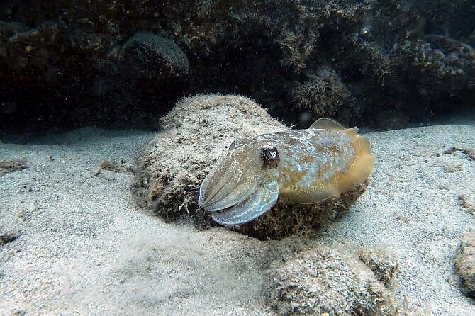 Discover Scuba Diving in Costa Calma - Your instructor matters: Adam and Jibi’s patient coaching