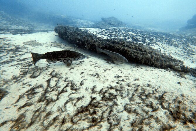 Discover Scuba Diving in Costa Calma - Underwater spotting: fish and sea life on a guided look