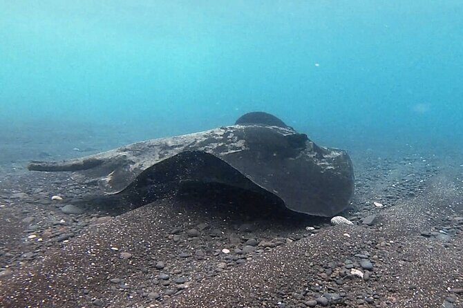 Discover Scuba Diving in Costa Calma - The 2 hours 30 minutes flow, morning or afternoon sessions