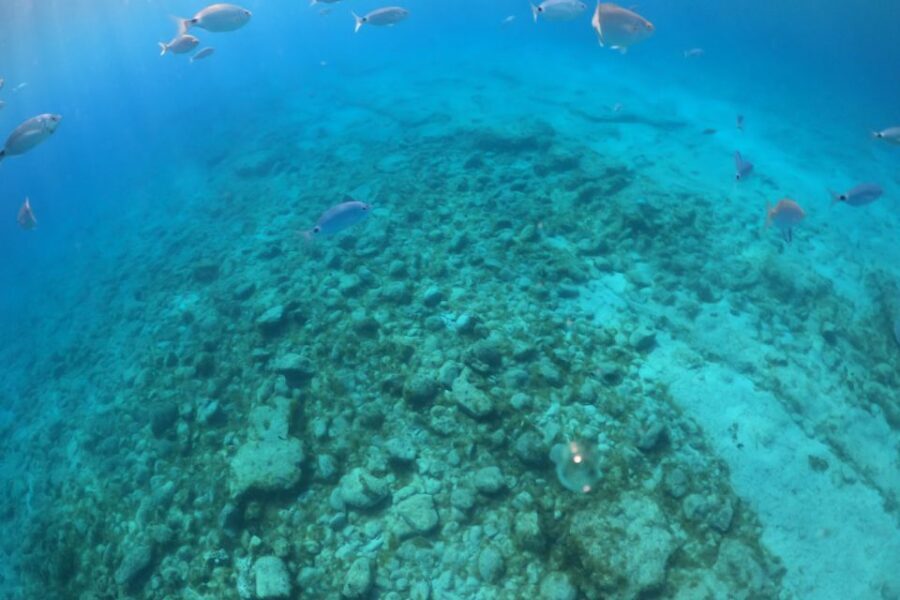 From Corralejo: Lobos Island Boat and Snorkel Activity - What to bring: no shops, limited food, lots of sun