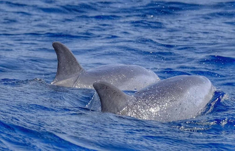 From Morro Jable: Dolphin and Whale Watching and Snorkelling - Key things that make this tour worth your time