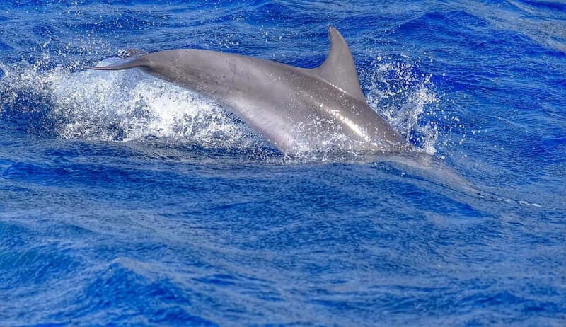 From Morro Jable: Dolphin and Whale Watching and Snorkelling - Should you book from Morro Jable?