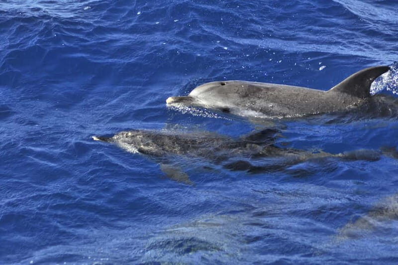 From Morro Jable: Dolphin and Whale Watching and Snorkelling - Getting to the Port: Morro Jable without the hassle