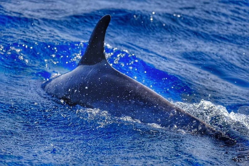 From Morro Jable: Dolphin and Whale Watching and Snorkelling - Wildlife spotting: dolphins, pilot whales, and how guides improve your odds