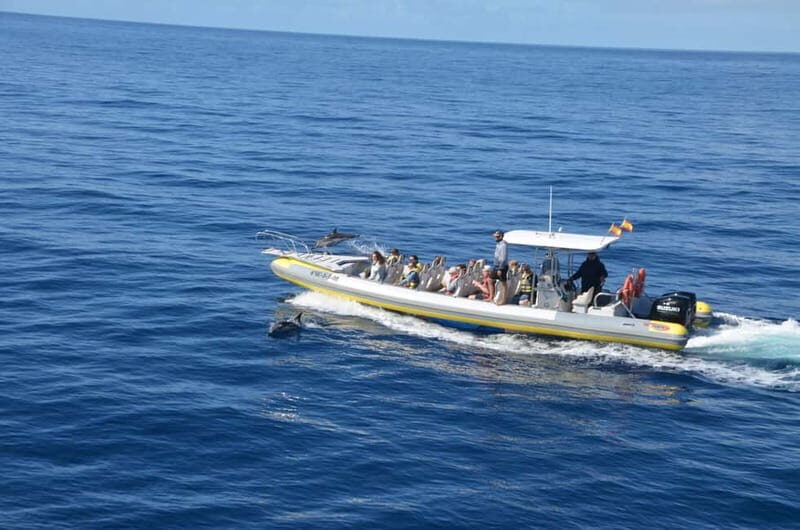 From Morro Jable: Dolphin and Whale Watching and Snorkelling - Snorkeling in 30 minutes: small commitment, real payoff