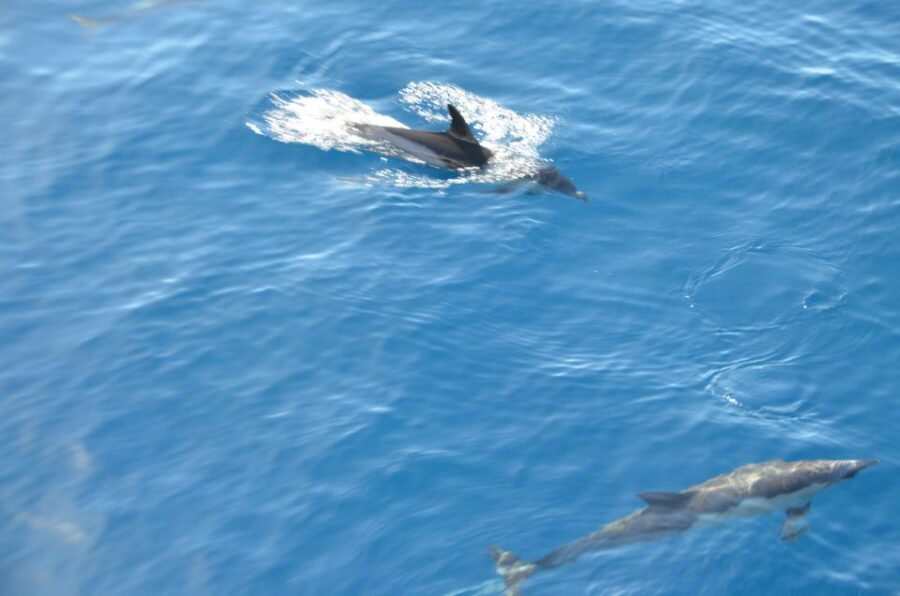 From Morro Jable: Dolphin and Whale Watching and Snorkelling - Price and value: why $59 can feel fair (or not)