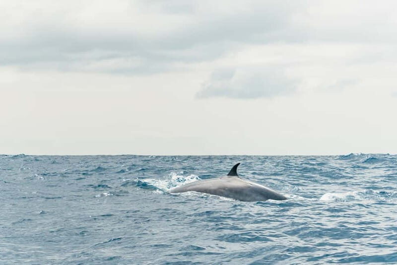 From Morro Jable: Dolphin and Whale Watching and Snorkelling - Who this tour fits best (and who should skip it)