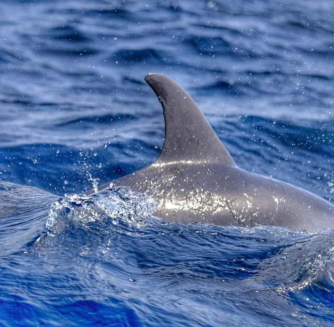 From Morro Jable: Dolphin and Whale Watching and Snorkelling - Tips I’d use before you go