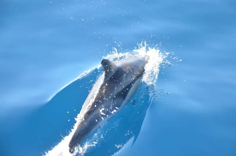 From Morro Jable: Dolphin and Whale Watching and Snorkelling - The Speedboat Ride: what the Atlantic part really feels like