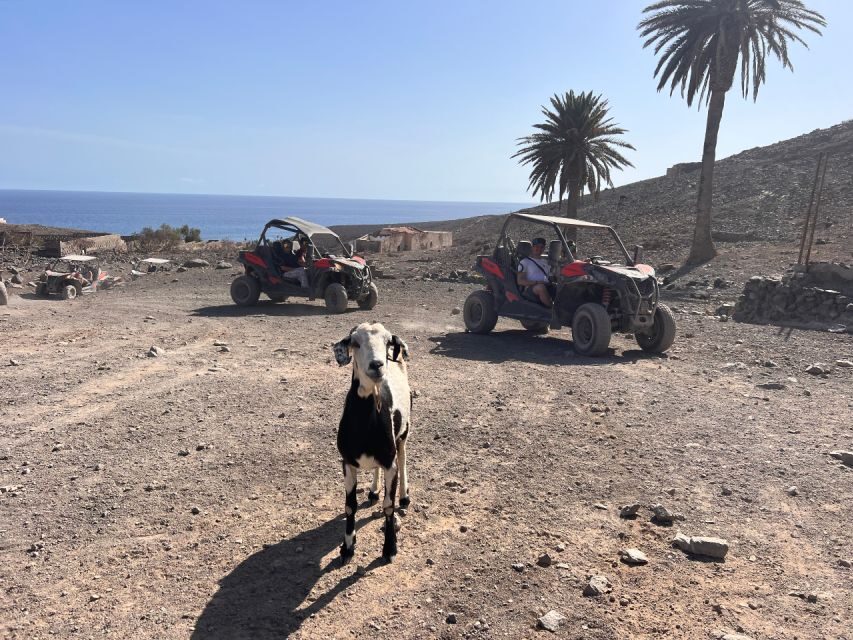 Fuerteventura : 2 hours Buggy Tour in Punta de Jandía - A CAN-AM buggy route from Morro Jable to Punta de Jandía
