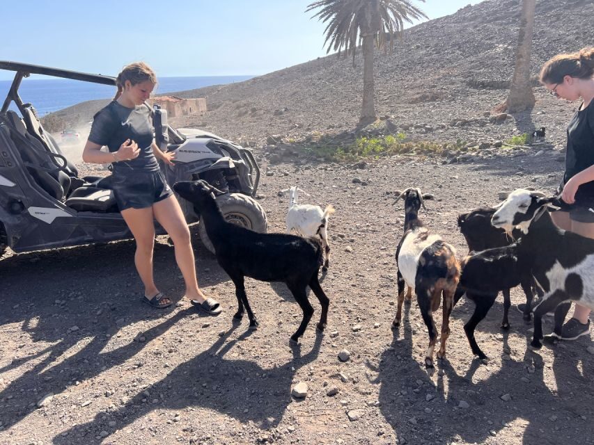 Fuerteventura : 2 hours Buggy Tour in Punta de Jandía - The goat stop: why it turns a ride into a memory