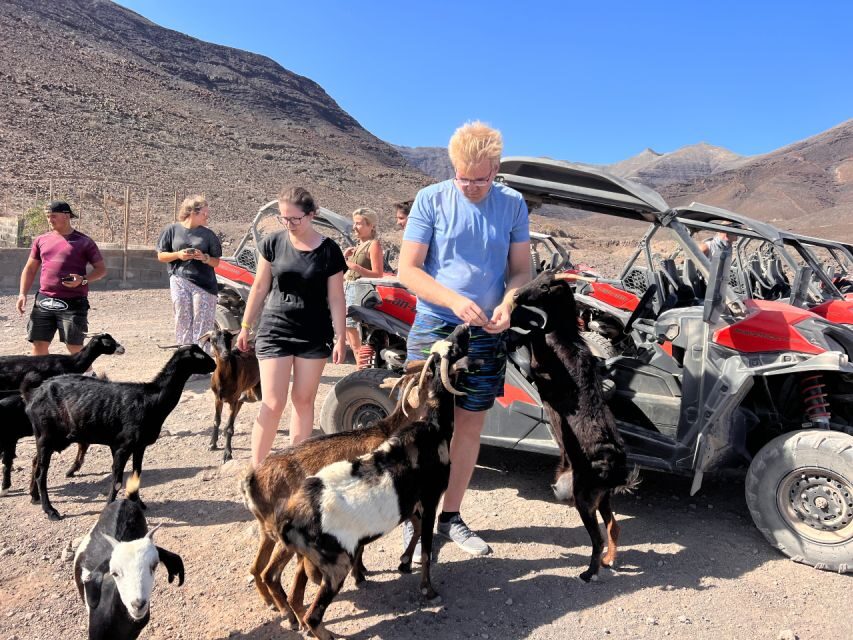 Fuerteventura : 2 hours Buggy Tour in Punta de Jandía - Price and value: what $170 gets you (and what it doesn’t)