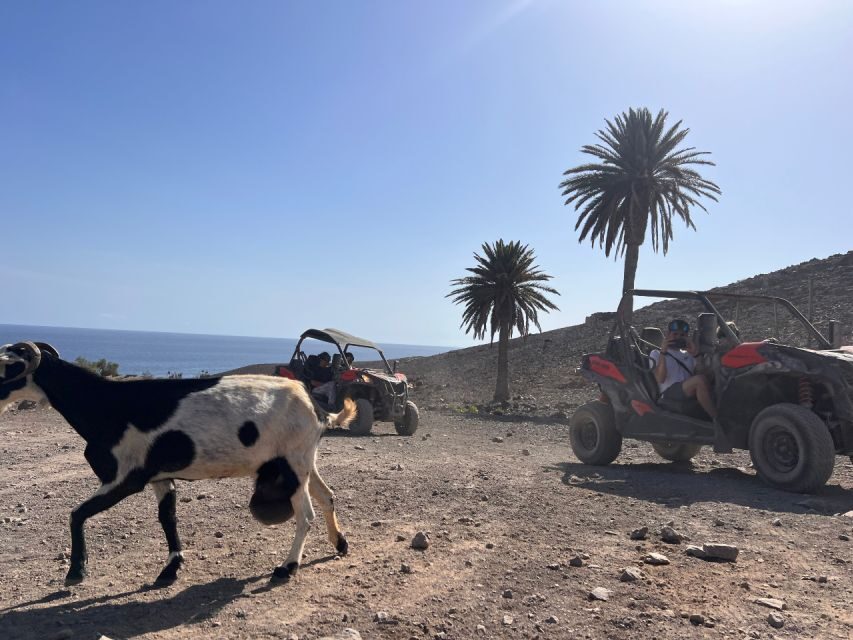 Fuerteventura : 2 hours Buggy Tour in Punta de Jandía - Who should book this buggy tour (and who might skip it)