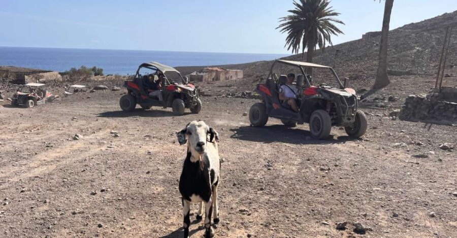 Fuerteventura : 2 hours Buggy Tour in Punta de Jandía - Old lighthouse time: a landmark pause that makes sense