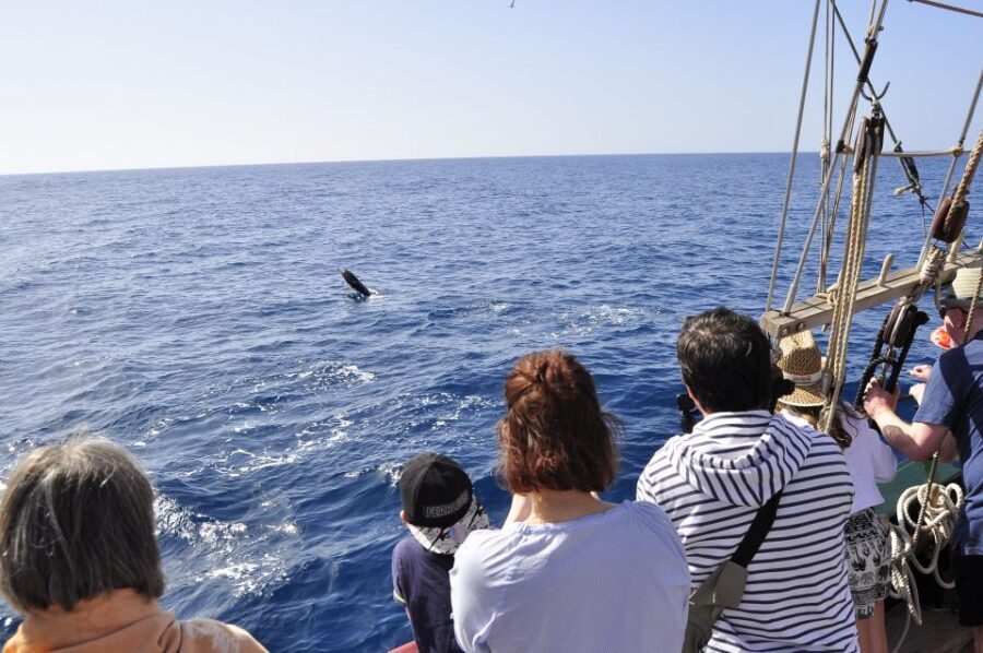 Fuerteventura: 4-Hour Pirate Sailing Adventure - Sailing Past Fuerteventura’s Southern Coast on Pedra Sartañ