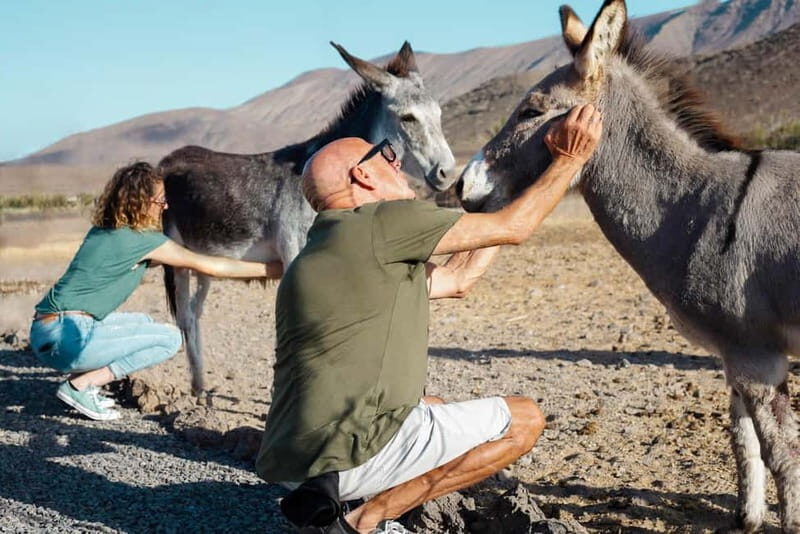 Fuerteventura Aloe & Olivo Tour with Optional Lunch - Key things to know before you go