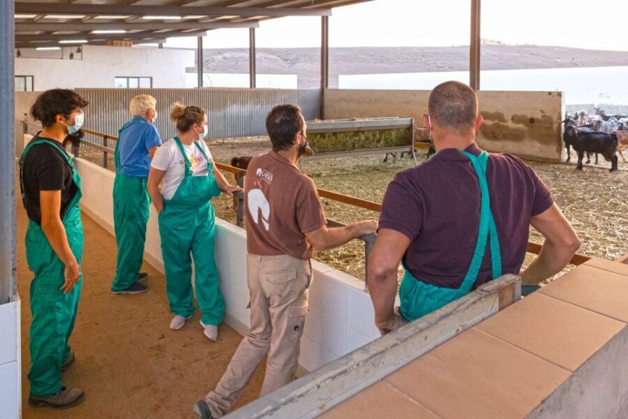 Fuerteventura: Artisan Goat's Cheese Making at Local Farm - Why Fuerteventura cheese is more than a food stop