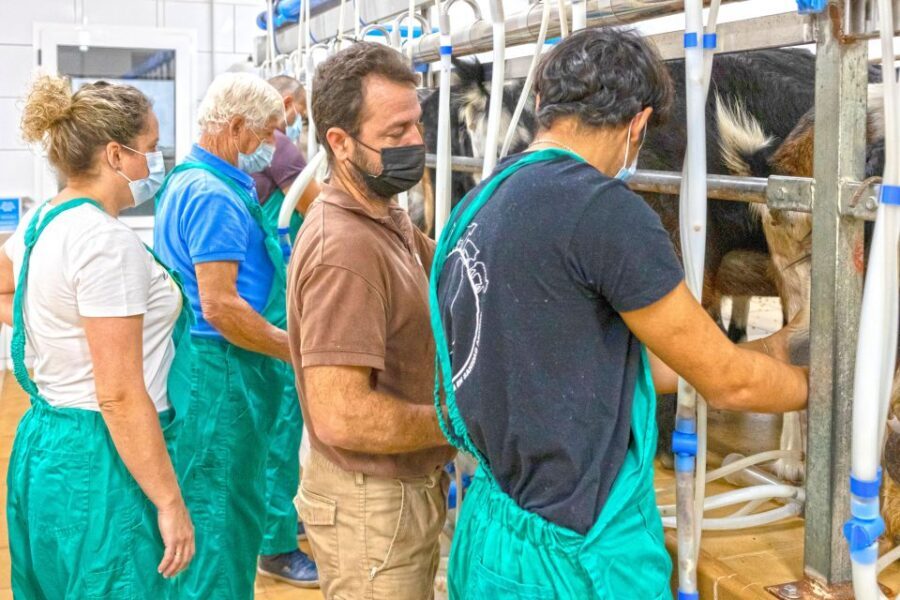 Fuerteventura: Artisan Goat's Cheese Making at Local Farm - The Canarian breakfast break: where the work turns into a meal