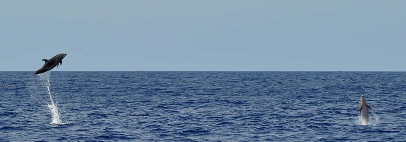 Fuerteventura: Catamarán navegación a vela y delfines. - Why Fuerteventura is so good for dolphins and whales