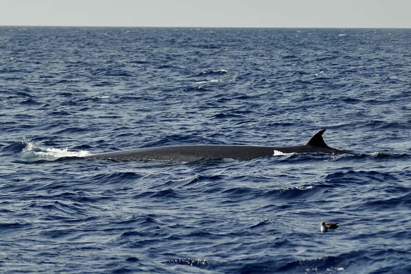 Fuerteventura: Catamarán navegación a vela y delfines. - Should you book Fuerteventura Catatrips: catamaran sail and dolphins?