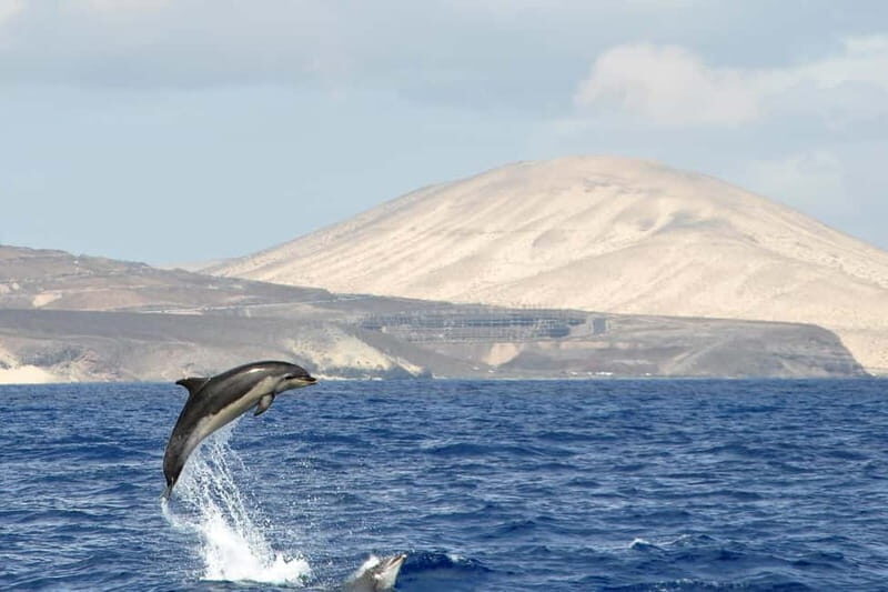 Fuerteventura: Catamarán navegación a vela y delfines. - Catamaran comfort, plus a small-group feel (max 10)