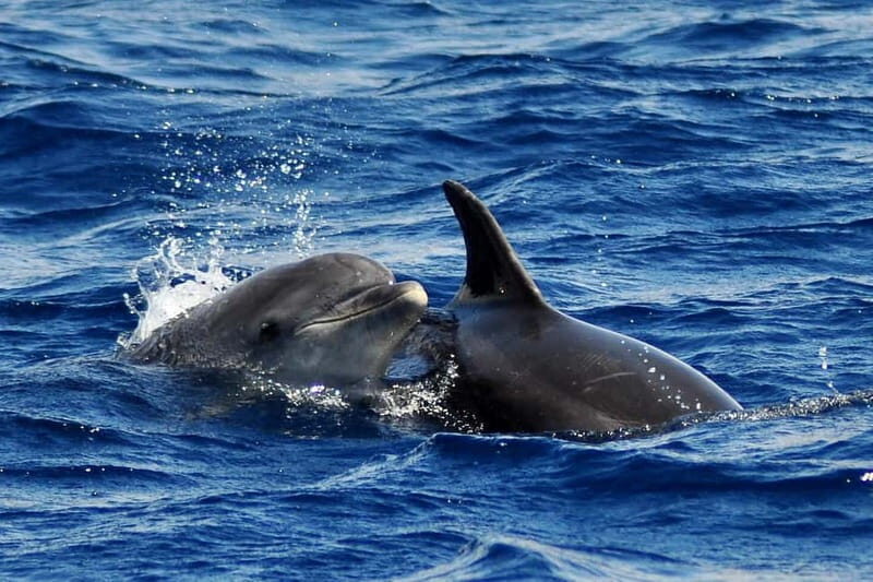 Fuerteventura: Catamarán navegación a vela y delfines. - What you’ll actually be looking for: dolphins, whales, turtles, hammerheads