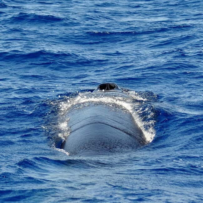Fuerteventura: Catamarán navegación a vela y delfines. - What to bring (and what to skip) for a smooth day
