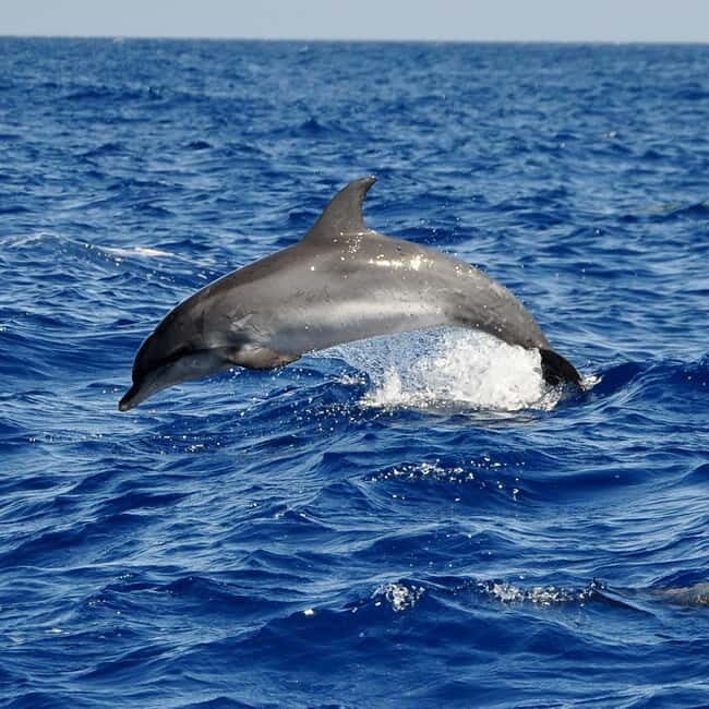 Fuerteventura: Catamarán navegación a vela y delfines. - The 5-hour plan: pickup, van ride, sailing, and return