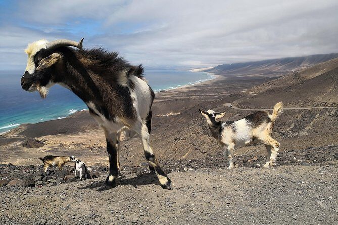 Fuerteventura: Cofete Beach and "Villa Winter" VIP Tour - How the 4-hour timing really feels