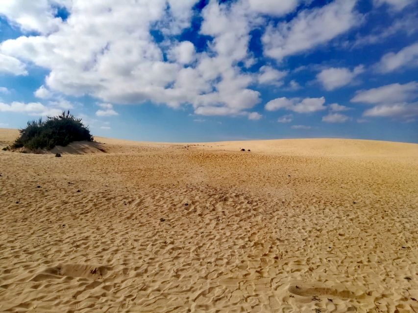 Fuerteventura: Corralejo Sand Dunes Guided Shore Excursion - Who should book this Corralejo sand dunes shore excursion?