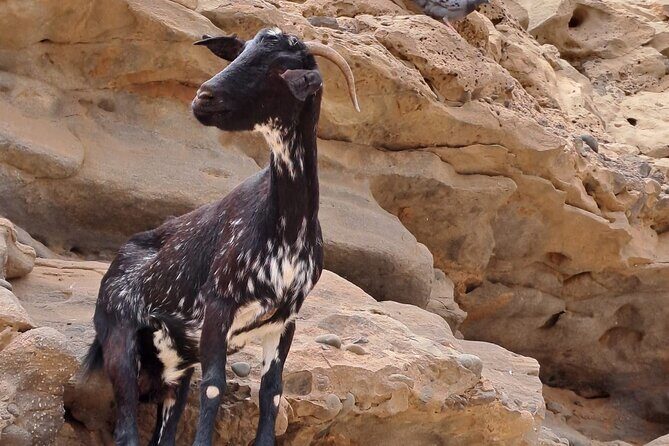 Fuerteventura: DISCOVER FUERTEVENTURA TOUR 7 hours max 8 people - Ajuy: Black-Sand Beach and Caves With a Lunch Window