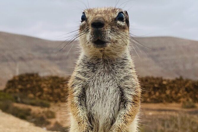Fuerteventura: Discover Fuerteventura Tour max 8pax - The Best Bits at a Glance