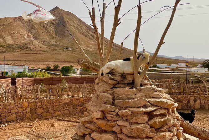 Fuerteventura: Discover Fuerteventura Tour max 8pax - Betancuria Old Town: Coffee Stop, Cathedral Optional, Real Center of the Island
