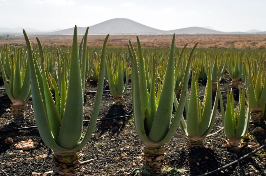 Fuerteventura: Discovery Tour - Mirador de los Guanches: the viewpoint that makes the whole day click
